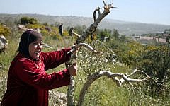 A Palestinian woman grasps an olive tree that was damaged in a 'Price Tag' attack in April 2012 (photo credit: Issam Rimawi/Flash90)