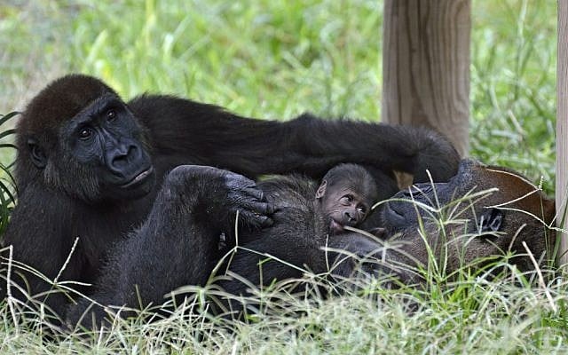 Actual gorillas (Tibor Jager/Ramat Gan Safari/Flash90)
