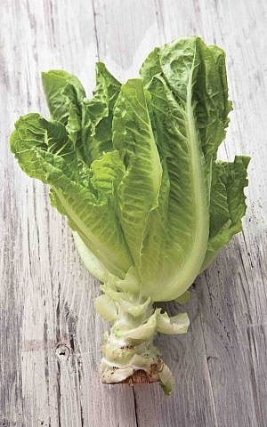 Hasa Aravit, or Arab lettuce, the most common lettuce found in the supermarket (photo credit: Anatoly Michaelo/Courtesy Keter Publishers)