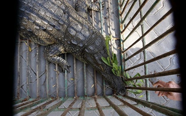 Sakher, a crocodile captured and named by Palestinian police after it lived in a sewage pond since fleeing the zoo in Beit Lahia, northern Gaza Strip two years ago, is seen through cage bars, Tuesday, Nov. 6 (photo credit: AP/Hatem Moussa)