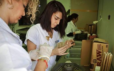 In this Thursday, Nov. 1, 2012 photograph, Israeli women work at the Tikkun Olam medical cannabis farm near the northern Israeli city of Safed, Israel. (AP Photo/Dan Balilty)
