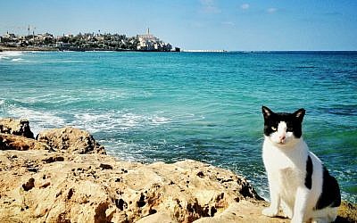 Tel Aviv beach (photo credit: VuTheara Kham) Tel Aviv beach (photo credit: VuTheara Kham)