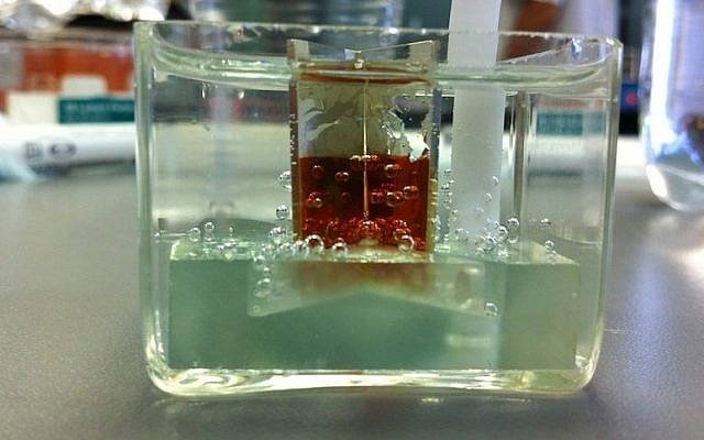 Photoelectrolysis in action (Photo credit: Courtesy)