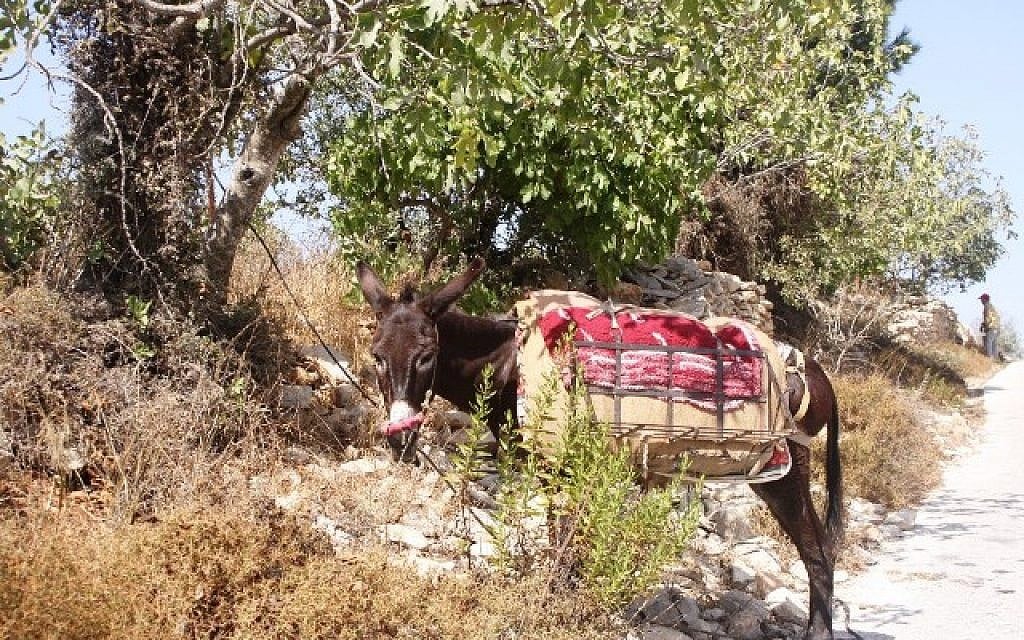 A donkey wanders along Patriarch's Way (photo credit: Shmuel Bar-Am)