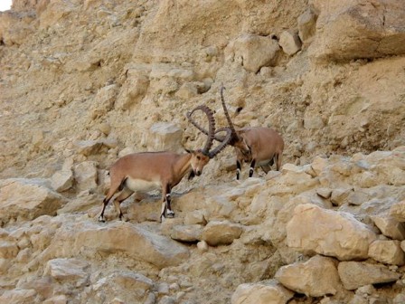 Ibex locking horns at Nahal David (photo: courtesy)