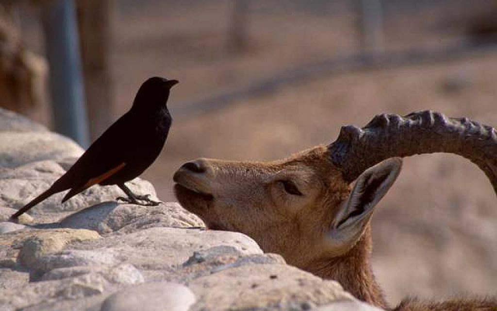 An ibex chats up a Tristram’s grackle at the Ein Gedi nature reserve .(Shmuel Bar-Am)