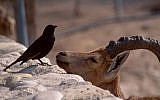 An ibex chats up a Tristram’s grackle at the Ein Gedi nature reserve .(Shmuel Bar-Am)