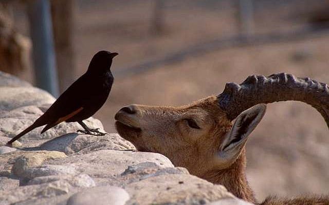 An ibex chats up a Tristram’s grackle at the Ein Gedi nature reserve .(Shmuel Bar-Am)