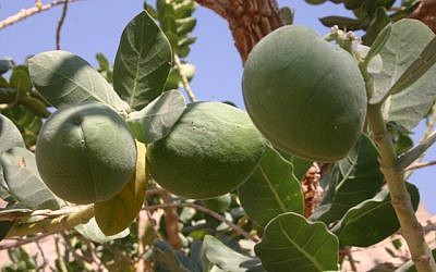Don't even touch the Apples of Sodom (photo: courtesy)