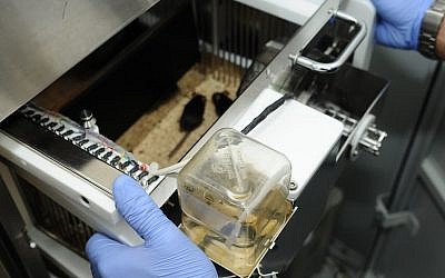 Bio-Sense mice in action, detecting explosives and contraband at a checkpoint (Photo credit: Courtesy) Bio-Sense mice in action, detecting explosives and contraband at a checkpoint (Photo credit: Courtesy)