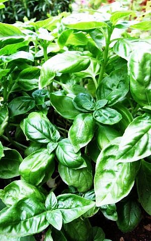 Basil plants (photo credit: Wikipedia Commons, Castielli)