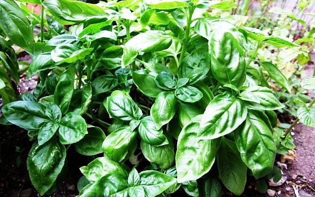 Basil plants (photo credit: Wikipedia Commons, Castielli)