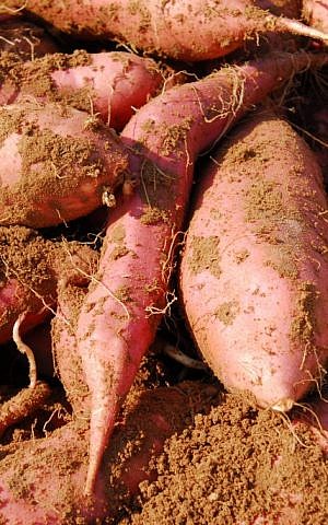 Sweet potatoes in the soil (photo credit: Gili Yaari/Flash 90)