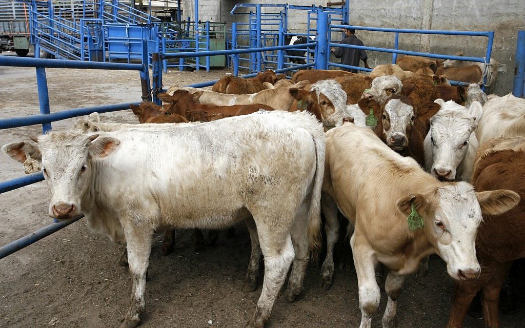 Illustrative photo of cows at a livestock farm (photo credit: Abed Rahim Khatib/Flash90) Illustrative photo of cows at a livestock farm (photo credit: Abed Rahim Khatib/Flash90)