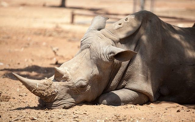 A rhinoceros at the Ramat Gan Safari, July 2012. (photo credit: Uri Lenz/Flash90)