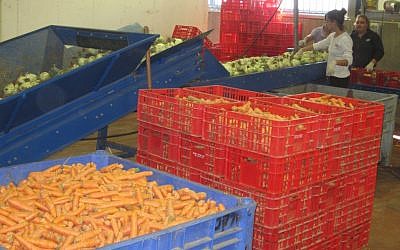 Volunteers sort produce at the warehouse of Leket Israel, the country's largest food-rescue organization. (Ben Sales/JTA)