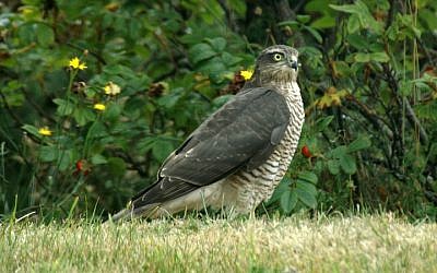 Illustrative photo of a sparrowhawk (Accipiter nisus) (photo credit: CC BY-SA-3.0, by Ken Billingham, Wikimedia Commons)