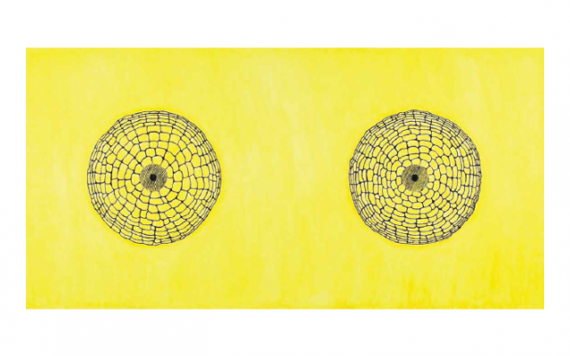 A biological look at breast tissue (photo credit: Judith Kakon)