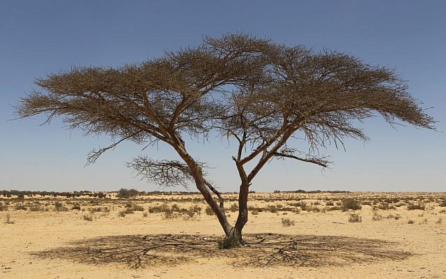 An acacia tree in the Negev Desert (photo credit: Nati Shohat/Flash 90) An acacia tree in the Negev Desert (photo credit: Nati Shohat/Flash 90)
