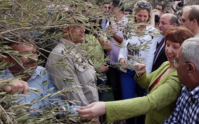 EU foreign policy chief Catherine Ashton, in green, at an olive harvest in the West Bank in October. (photo credit:  Issam Rimawi/Flash90)