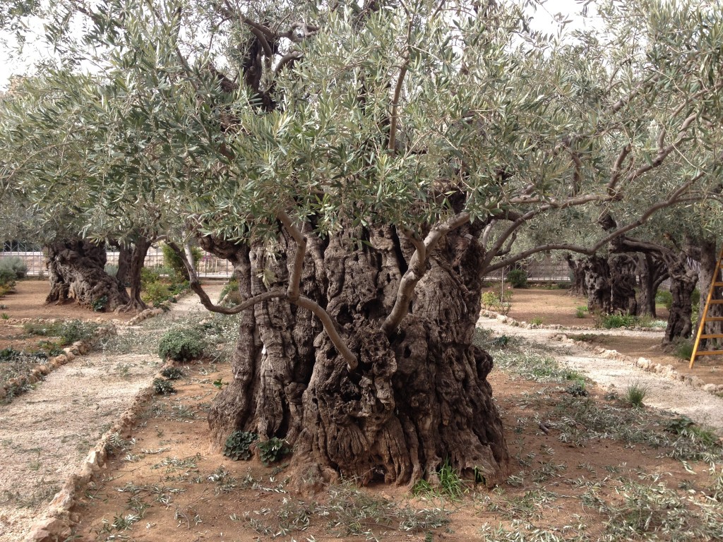 The ancient hollows of Jesus' olive trees in the Garden of Gethsemane (photo credit: Jessica Steinberg/Times of Israel) The ancient hollows of Jesus' olive trees in the Garden of Gethsemane (photo credit: Jessica Steinberg/Times of Israel)
