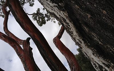 The thriving and dead branches of a strawberry tree (photo credit: Jessica Steinberg/Times of Israel)