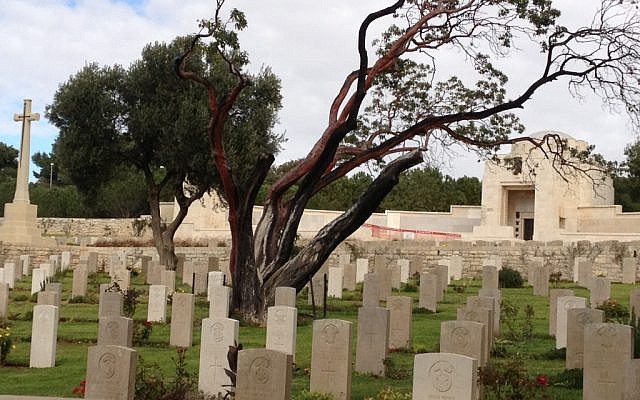 A look at the dying strawberry tree on Mount Scopus (photo credit: Jessica Steinberg/Times of Israel) A look at the dying strawberry tree on Mount Scopus (photo credit: Jessica Steinberg/Times of Israel)