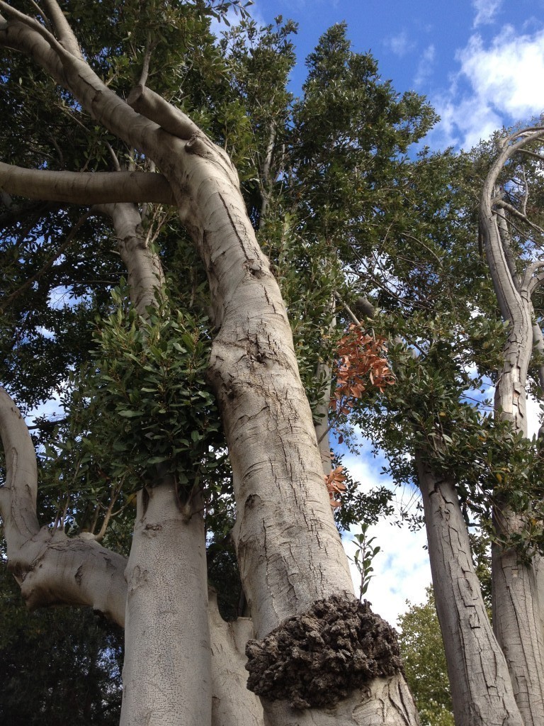 The multiple trunks of the bay laurel (photo credit: Jessica Steinberg/Times of Israel) The multiple trunks of the bay laurel (photo credit: Jessica Steinberg/Times of Israel)