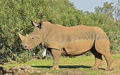 Rihanna the rhino arrived in Israel at the end of December, 2012. (photo credit: Tibor Jager/Ramat Gan Safari)