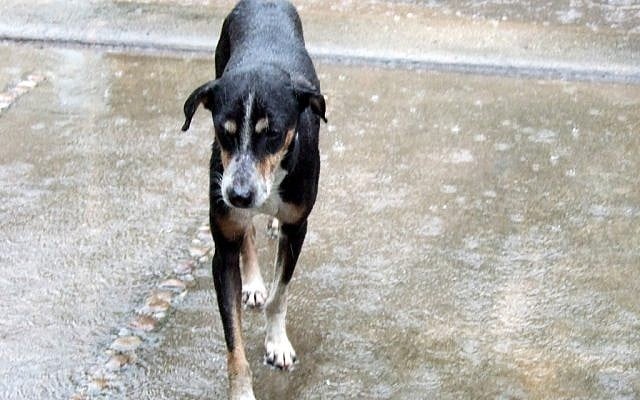Illustrative photo of a sad, wet dog. (photo credit: CC BY indi.ca, Flickr) Illustrative photo of a sad, wet dog. (photo credit: CC BY indi.ca, Flickr)