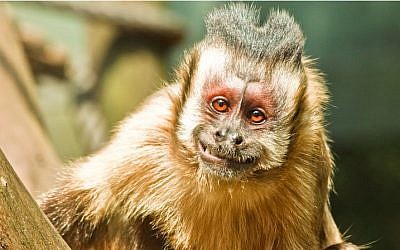 A happy monkey. (Illustrative photo credit: CC BY oandresilva, Flickr)