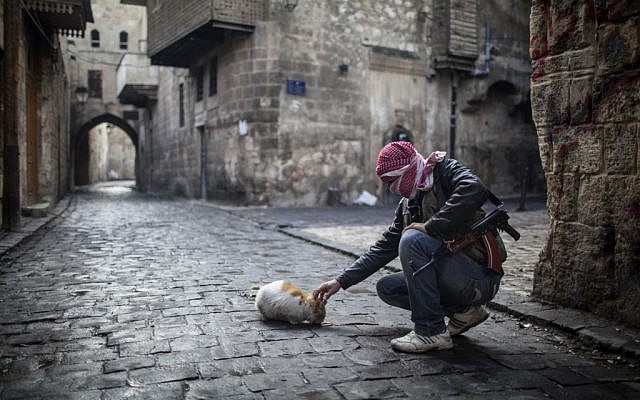 A Free Syrian Army fighter feeds a cat bread in the old city of Aleppo, Syria, Sunday, Jan. 6, 2013 (photo credit: AP/Andoni Lubaki)