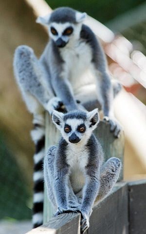 Don't demur, vote lemur. (photo credit: Orel Cohen/Flash90) Don't demur, vote lemur. (photo credit: Orel Cohen/Flash90)