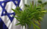 Illustrative photo of a marijuana bud (Kobi Gideon/Flash90)