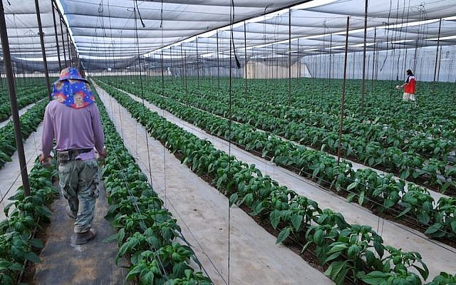 A greenhouse growing organic peppers in Faran in the Arava desert (photo credit: Shay Levy/Flash90)