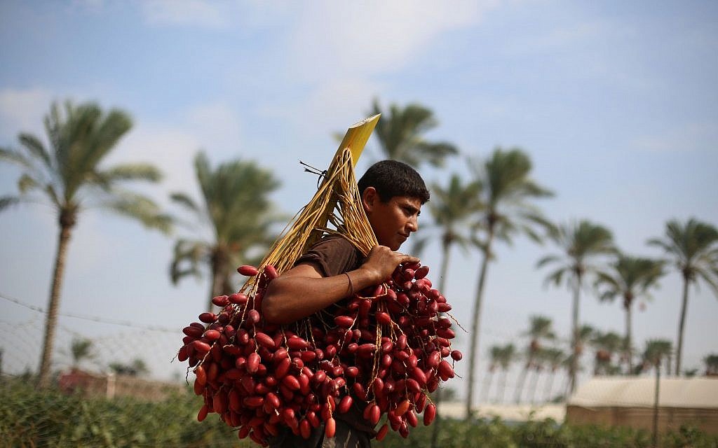 Dates can be dried, eaten fresh, stuffed with walnuts or squeezed into silan honey (photo credit: Wissam Nassar/Flash90)