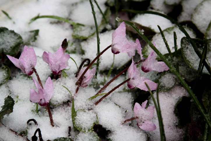 Cyclamen flowers covered in snow in Gush Etzion, outside Jerusalem (photo credit: Gershon Elinson/Flash90) Cyclamen flowers covered in snow in Gush Etzion, outside Jerusalem (photo credit: Gershon Elinson/Flash90)