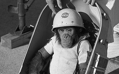 Chimpanzee "ham" in space suit is fitted into the biopack couch of the Mercury-Redstone 2 capsule #5 prior to its test flight, which was conducted on January 31, 1961 (photo credit: NASA/Wikimedia Commons)