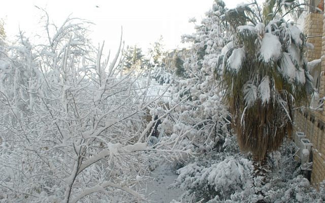 A palm tree tries on some white in the Gilo neighborhood. (photo credit: Gabe Fisher/Times of Israel staff) A palm tree tries on some white in the Gilo neighborhood. (photo credit: Gabe Fisher/Times of Israel staff)