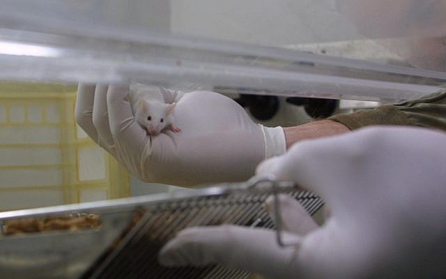 An illustrative photo from 2003 in a lab at Hadassah Ein Kerem Hospital in Jerusalem  (photo credit: Flash90)