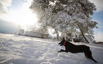 High canine spirits in southern Jerusalem (photo credit: Yishai Cohen)