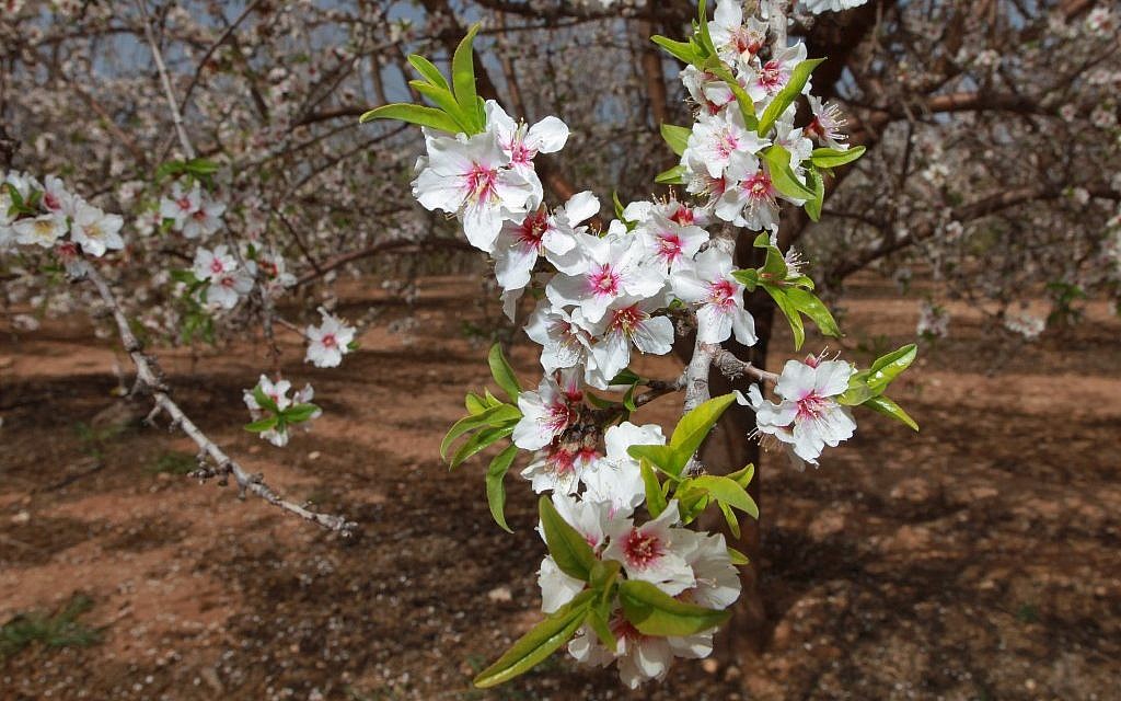 The almond tree is blooming, especially on Tu Bishvat (photo credit: Nati Shohat/Flash90)