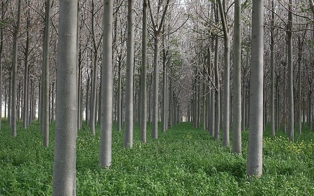 Trees in Kibbutz Ein Tzurim (Photo credit: Liron Almog/Flash90)