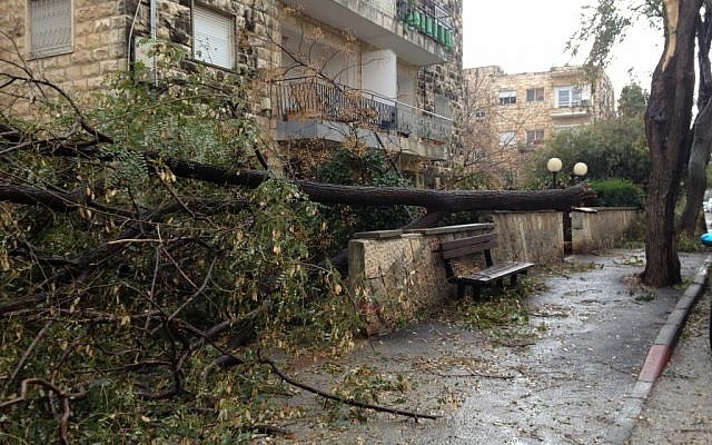 A fallen tree on Shalom Yehuda Street in Jerusalem's Talpiot neighborhood (photo credit: Jessica Steinberg/The Times of Israel)