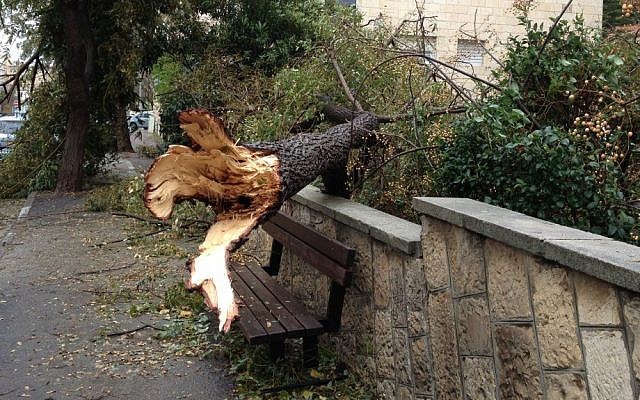 A fallen tree in Jerusalem, Monday (photo credit: Jessica Steinberg/The Times of Israel)