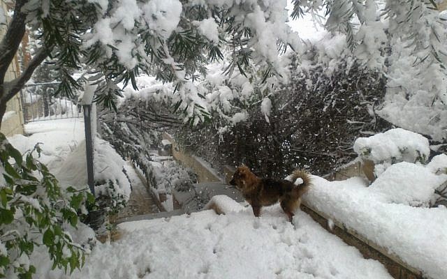 A dog is nonplussed by the white stuff in Har Adar in the hills west of Jerusalem. (photo credit: Linda Amar/ Times of Israel staff) A dog is nonplussed by the white stuff in Har Adar in the hills west of Jerusalem. (photo credit: Linda Amar/ Times of Israel staff)