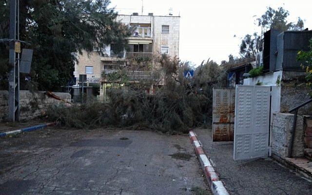 A fallen tree in Jerusalem's German Colony neighborhood on Monday morning (photo credit: Elie Leshem/Times of Israel)