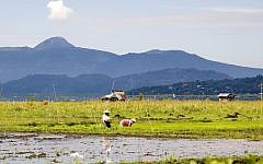Rice farmers in the town of Tondano, Indonesia. (photo credit: CC BY sektordua, Flickr)