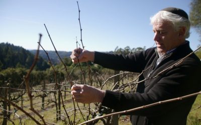 Winemaker Benyamin Cantz found his profession after meeting a rabbi from Chabad. (Chavie Lieber/JTA)