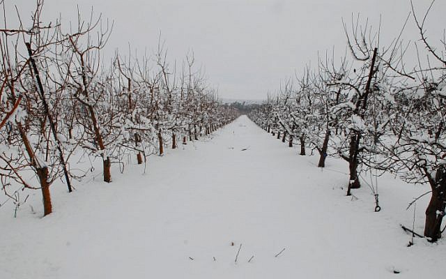 Spellman's kibbutz, Ein Zivan, earlier this winter (Photo credit: Hamad Almakt/ Flash 90) Spellman's kibbutz, Ein Zivan, earlier this winter (Photo credit: Hamad Almakt/ Flash 90)